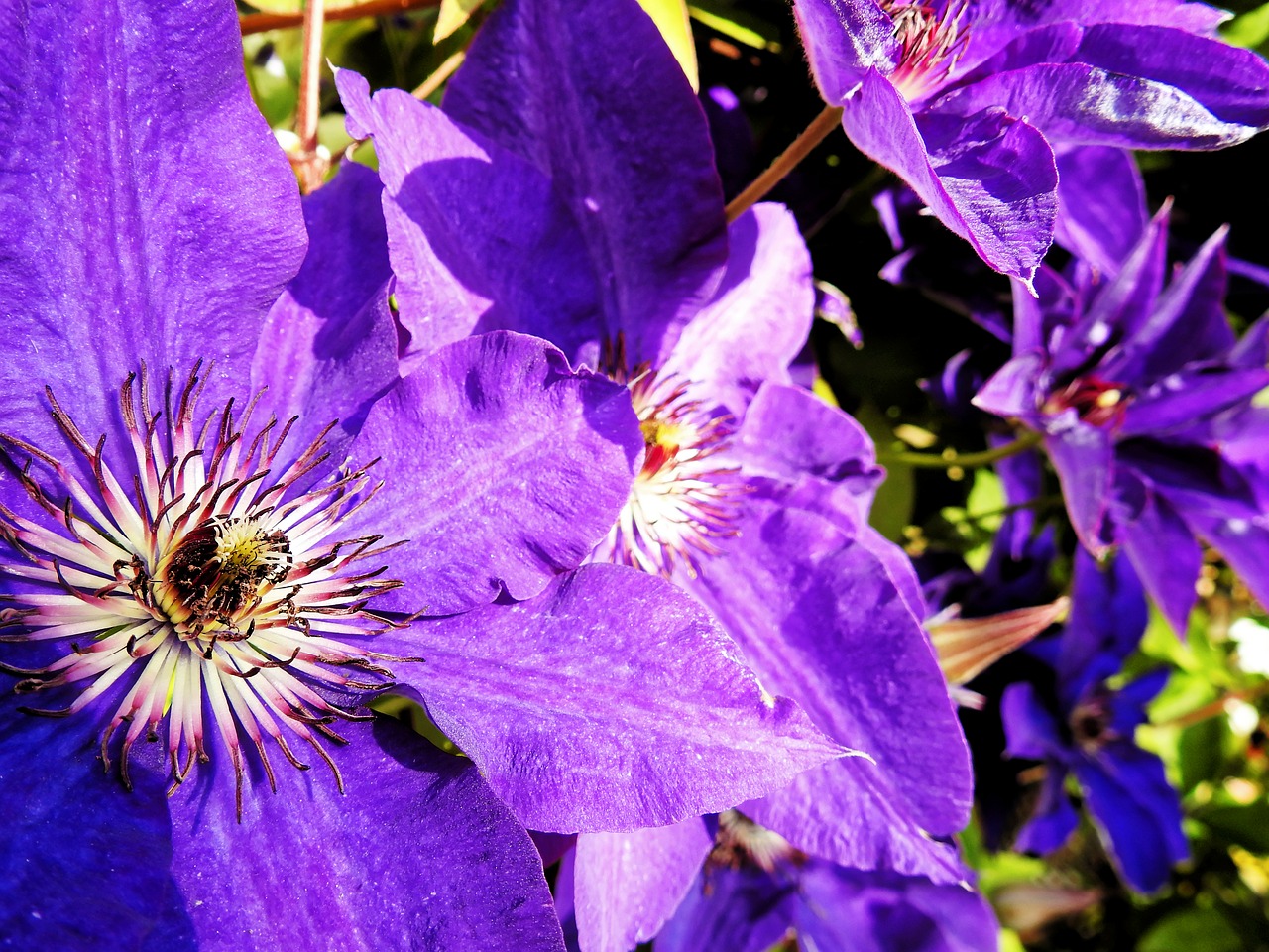 Clematis, Gėlė, Žiedas, Žydėti, Violetinė, Gamta, Augalas, Žydėti, Alpinistas, Violetinė