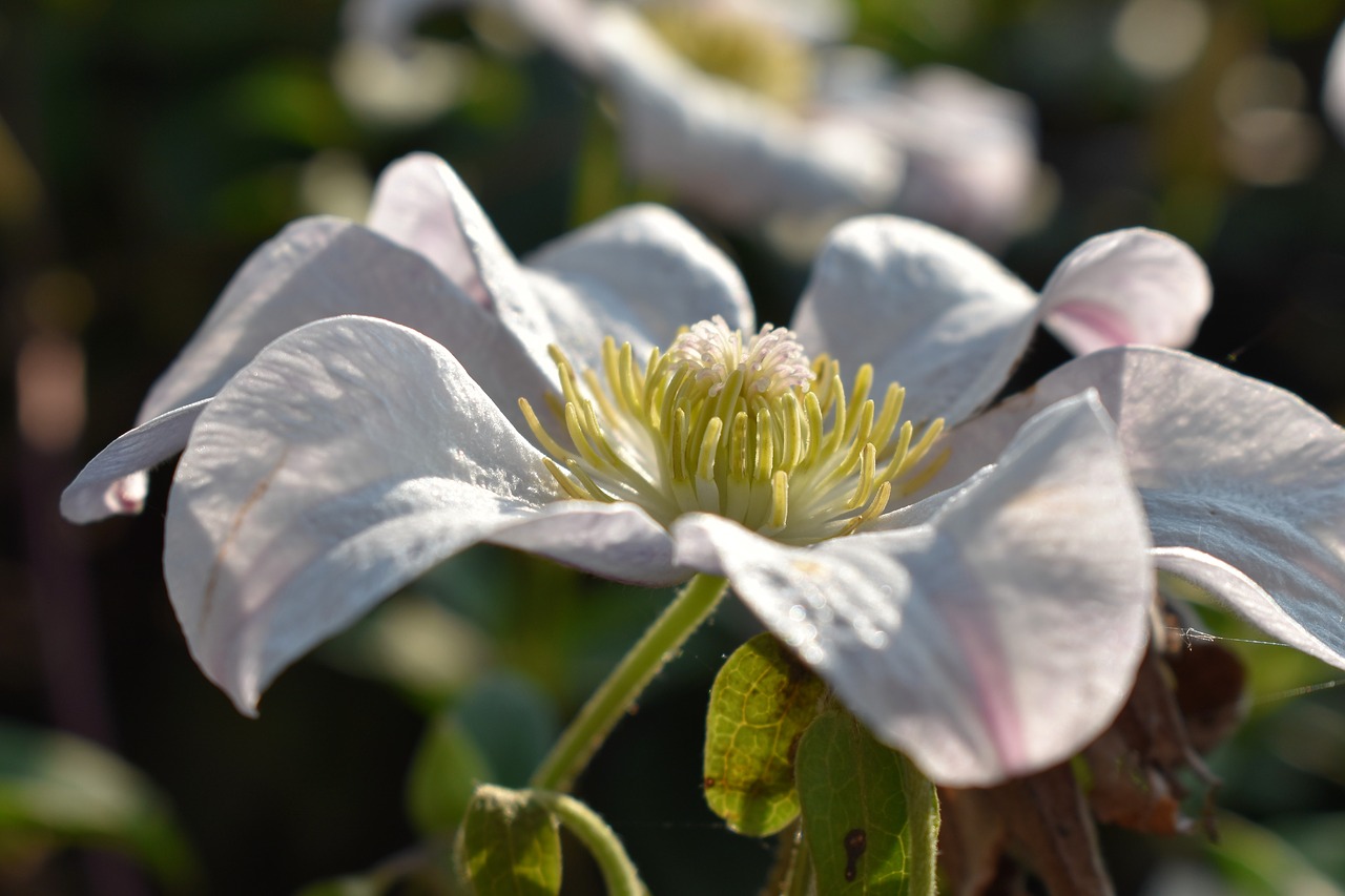 Clematis, Gėlė, Vasara, Balta, Gamta, Uždaryti, Sodas, Gėlės, Alpinistas, Nemokamos Nuotraukos