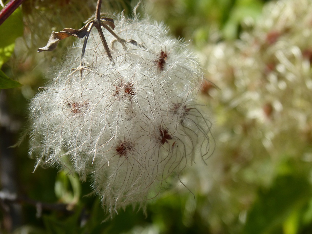 Clematis, Clematis Vitalba, Augalų Laukiniai Gyvūnai, Gėlė, Duster, Sėklos, Nemokamos Nuotraukos,  Nemokama Licenzija