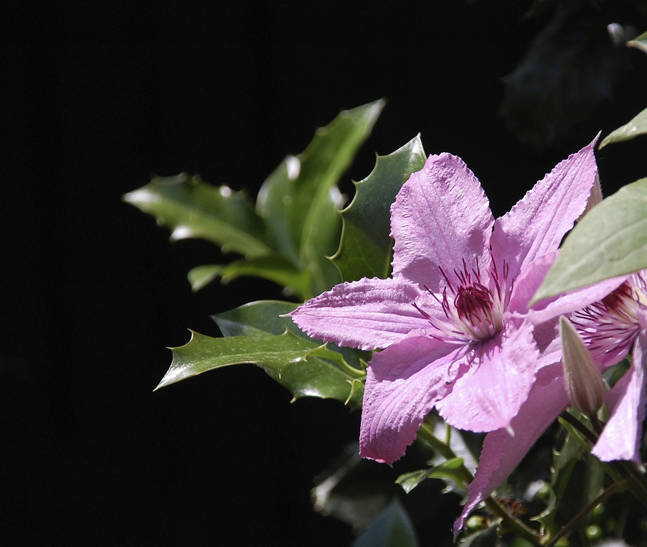 Clematis, Gėlė, Sodas, Vasara, Violetinė, Nemokamos Nuotraukos,  Nemokama Licenzija