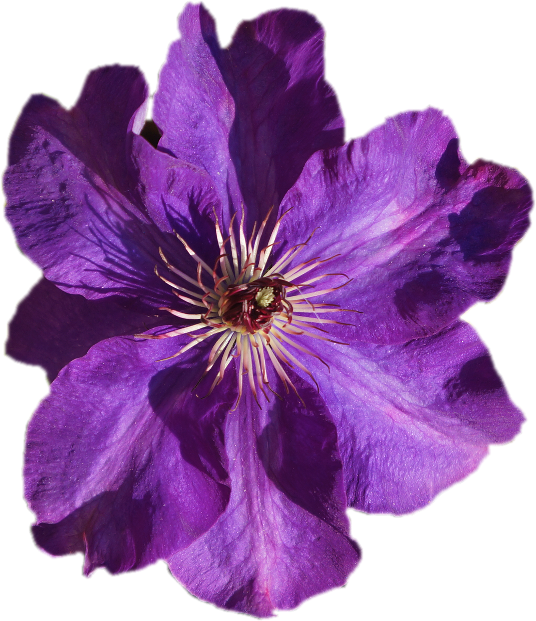 Clematis, Violetinė, Skaidrus, Izoliuotas, Uždaryti, Gėlė, Žydėti, Violetinė, Žiedas, Žydėti