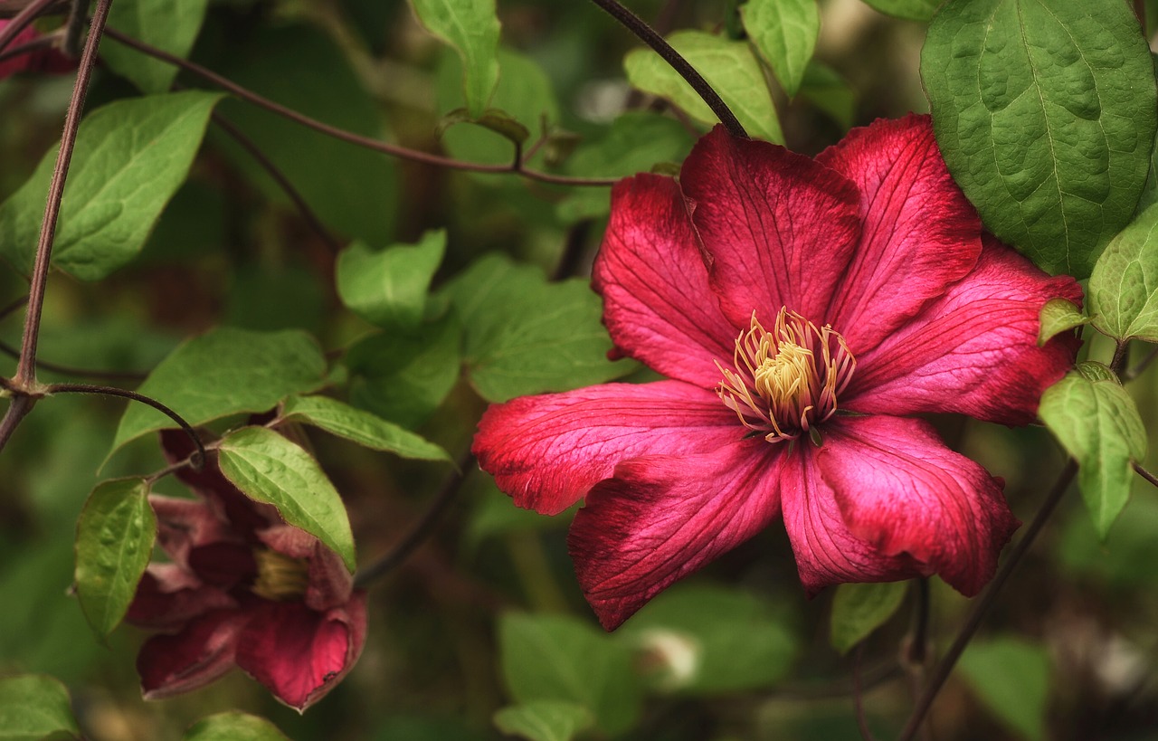 Clematis, Augalas, Gėlė, Alpinistas, Sodo Augalas, Raudona Gėlė, Nemokamos Nuotraukos,  Nemokama Licenzija