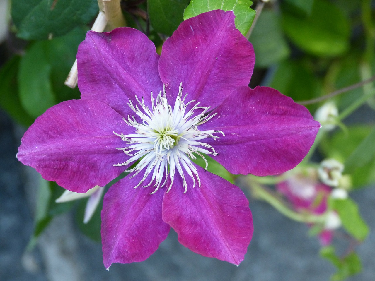 Clematis, Gėlės, Žiedas, Žydėti, Violetinė, Nemokamos Nuotraukos,  Nemokama Licenzija