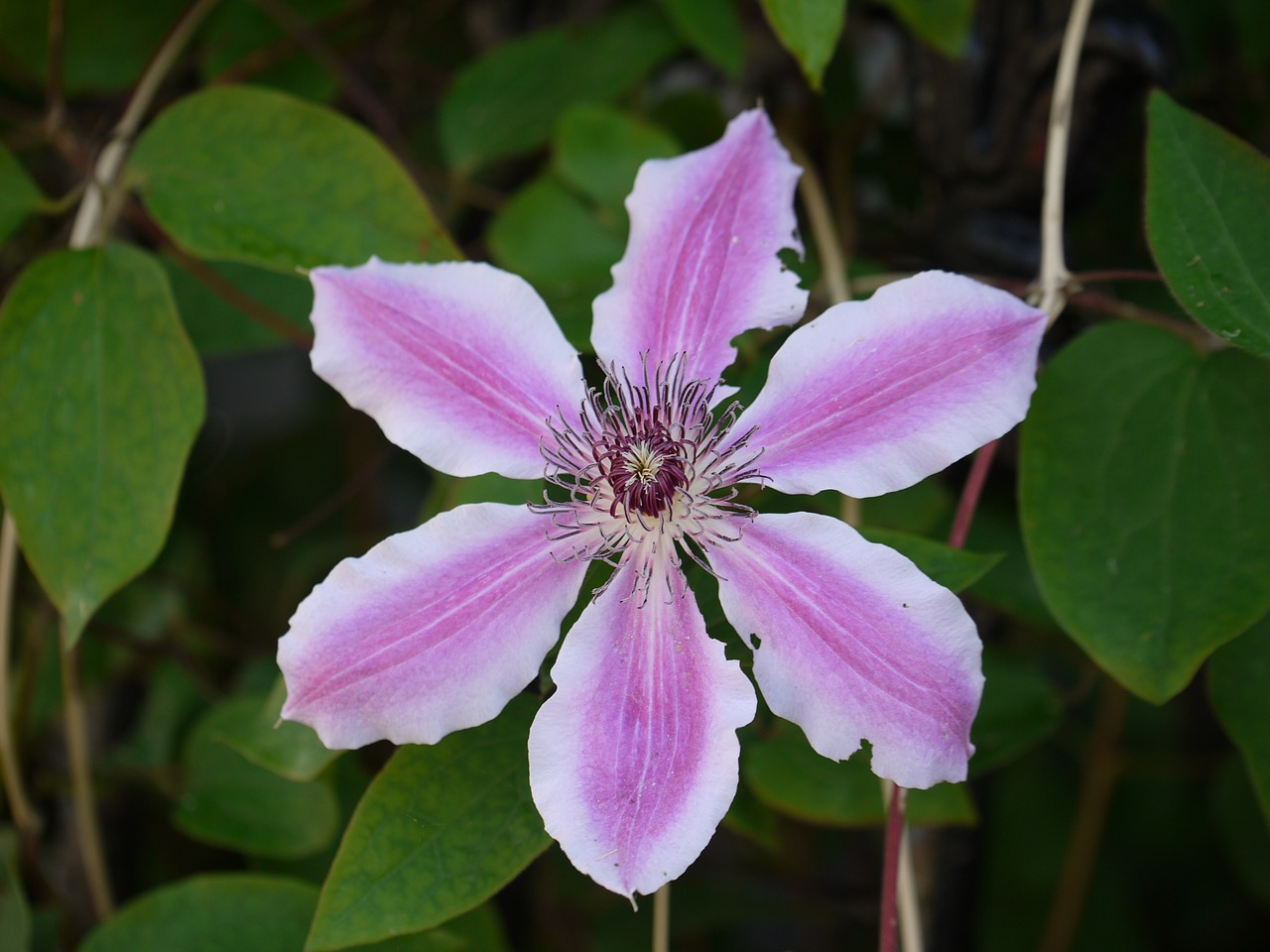 Clematis, Violetinė, Žiedas, Žydėti, Alpinistas, Violetinė, Helllila, Dėmės, Klaida, Netobulas