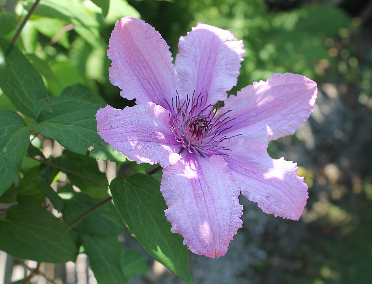 Clematis, Turėti, Gėlė, Vasara, Fonas, Gražus, Denmark, Alpinistams, Rožinė Gėlė, Sodo Augalas