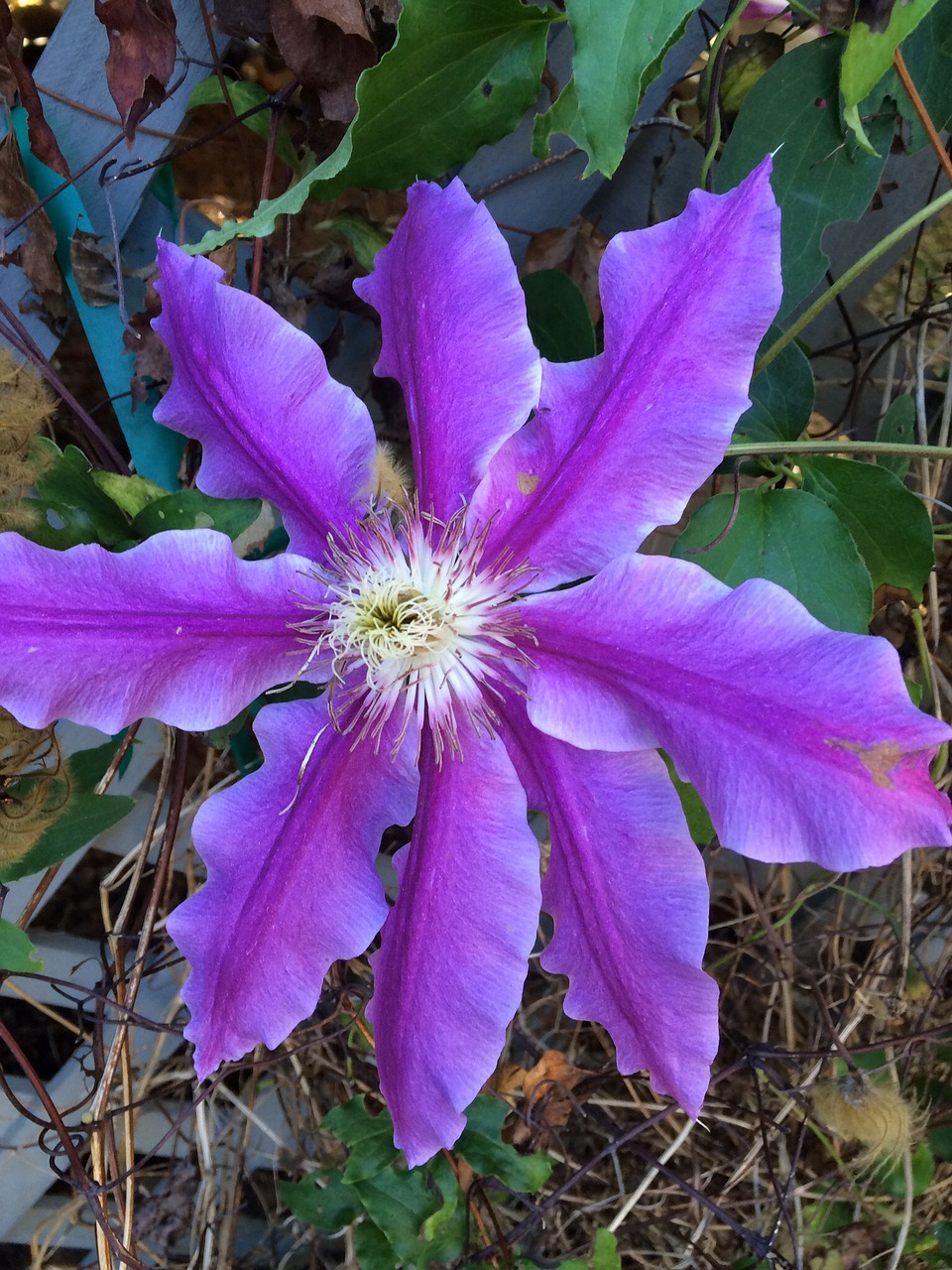 Clematis, Purpurinė Gėlė, Žydintis Vynas, Nemokamos Nuotraukos,  Nemokama Licenzija