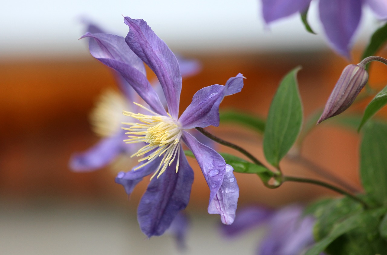 Clematis, Violetinė Ragana, Purpurinė Gėlė, Sodo Gėlė, Gėlė, Violetinė, Gėlės, Vasara, Graži Gėlė, Gamta