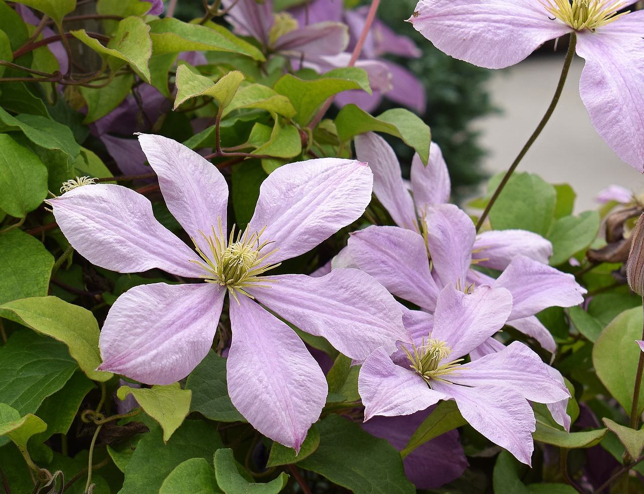 Clematis, Gėlė, Žiedas, Žydėti, Vynmedis, Augalas, Sodas, Gamta, Šviesiai Violetinė, Rožinė Violetinė