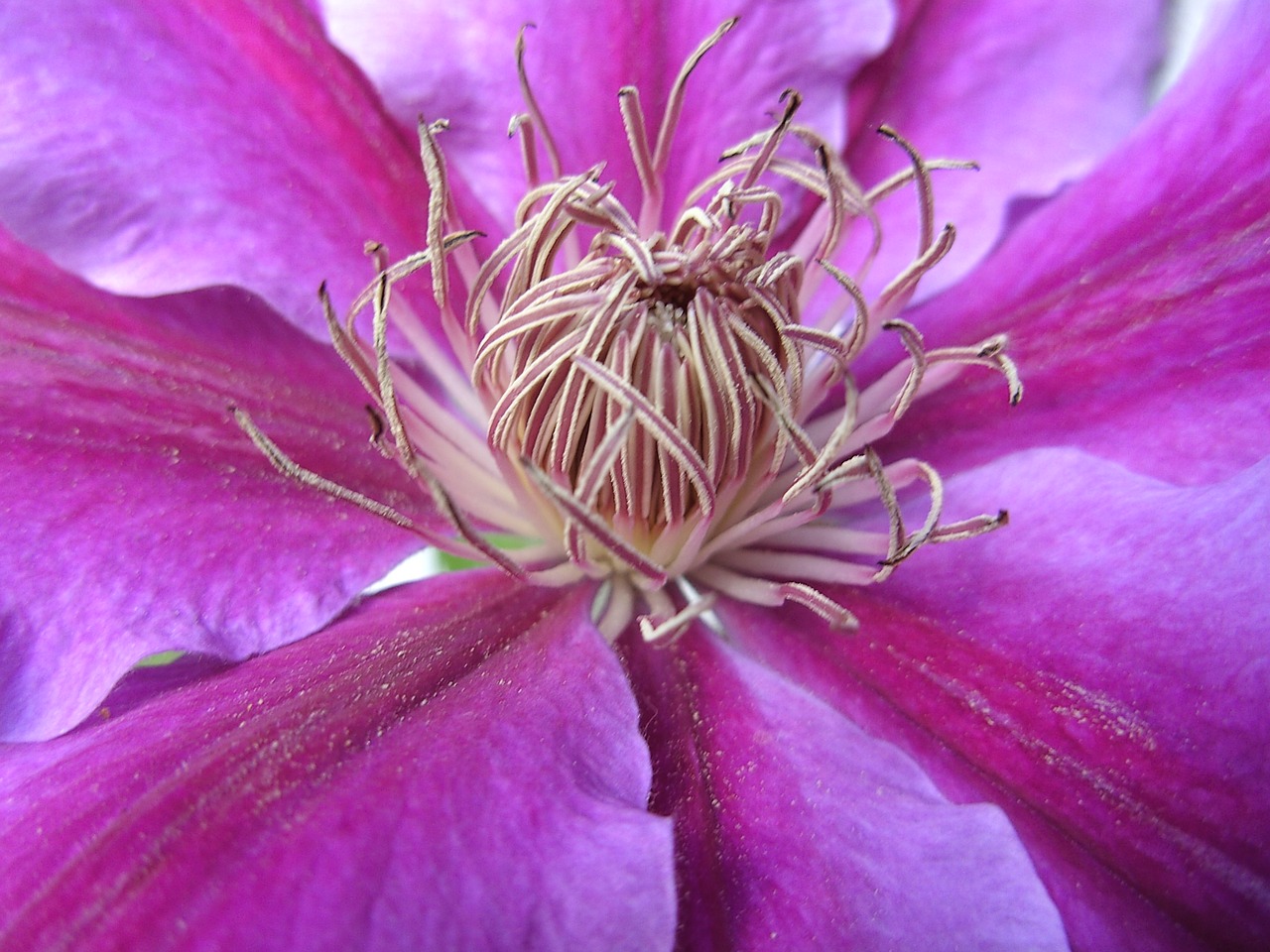 Clematis, Žiedas, Žydėti, Violetinė, Uždaryti, Purpurinė Gėlė, Gėlė, Violetinė, Nemokamos Nuotraukos,  Nemokama Licenzija