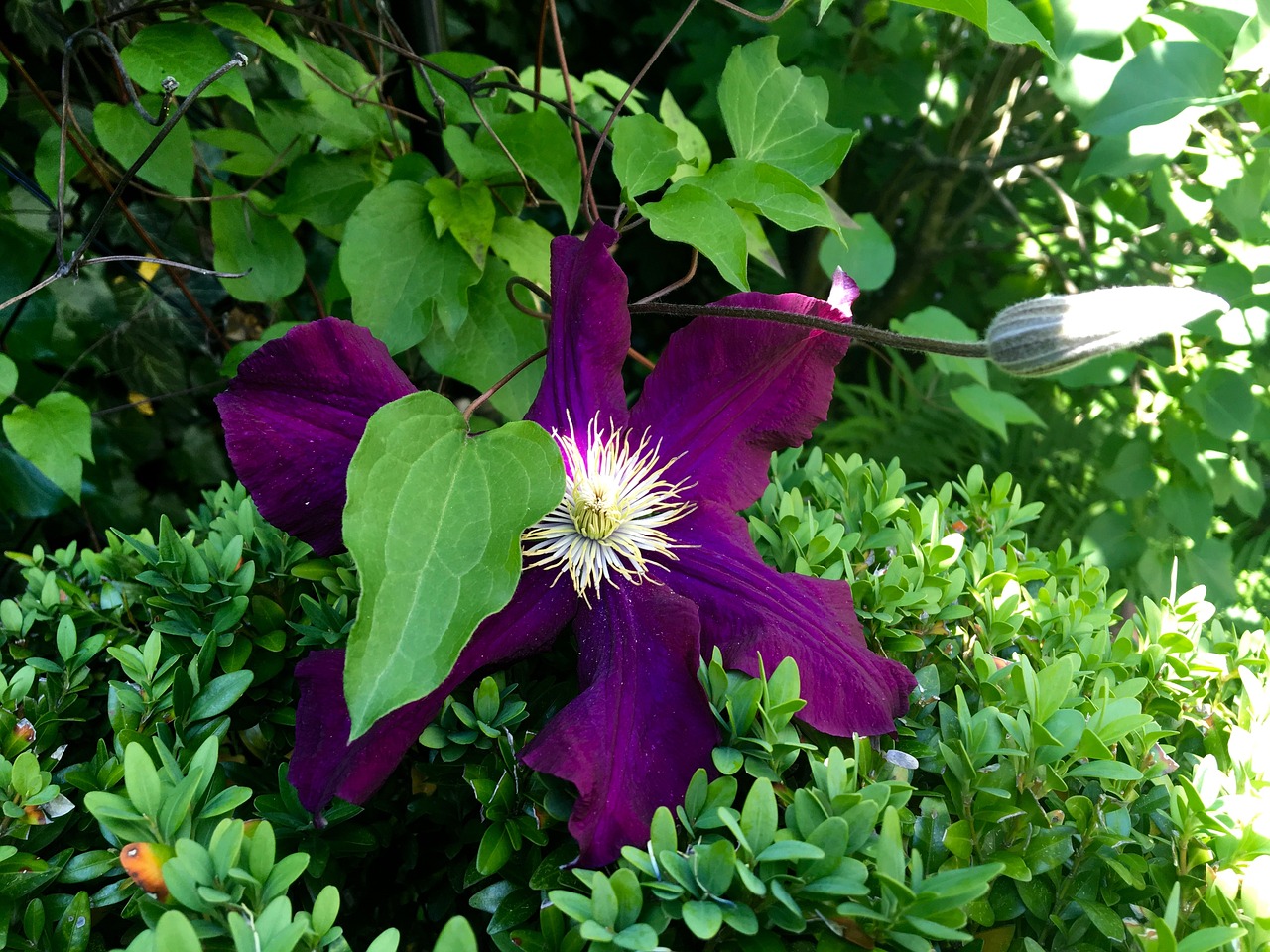 Clematis, Violetinė, Žydėti, Žiedas, Žydėti, Gėlė, Alpinistas, Uždaryti, Augalas, Tamsiai Violetinė