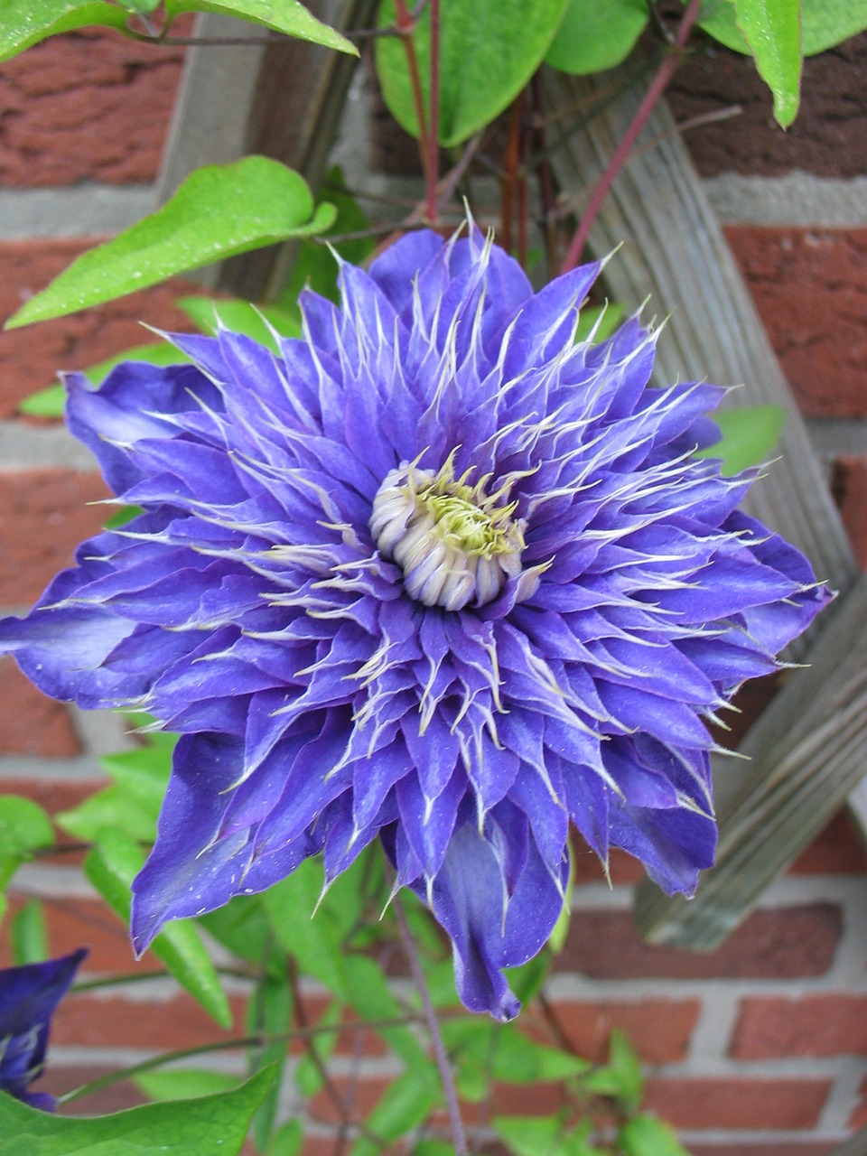 Clematis, Violetinė, Žiedas, Žydėti, Uždaryti, Gražus, Alpinistas, Mėlynas, Gėlė, Nemokamos Nuotraukos