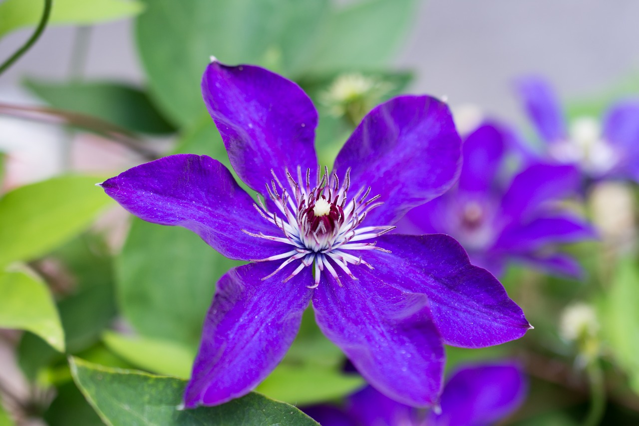 Clematis, Altas, Gėlė, Violaceae, Violetinė, Violetinė, Žiedas, Žydėti, Uždaryti, Gamta