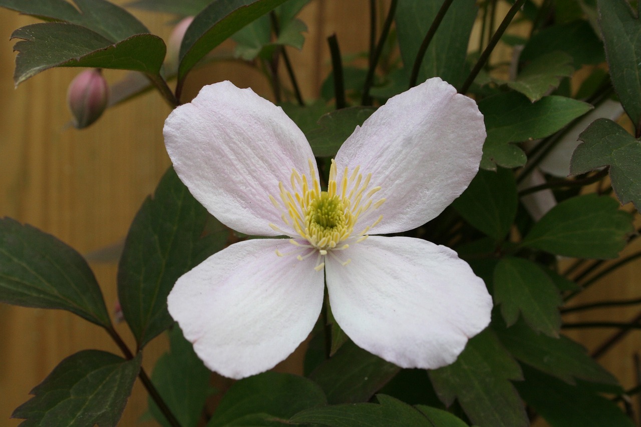 Clematis, Creeper, Daugiametis, Pergolinis Augalas, Sodo Augalas, Nemokamos Nuotraukos,  Nemokama Licenzija