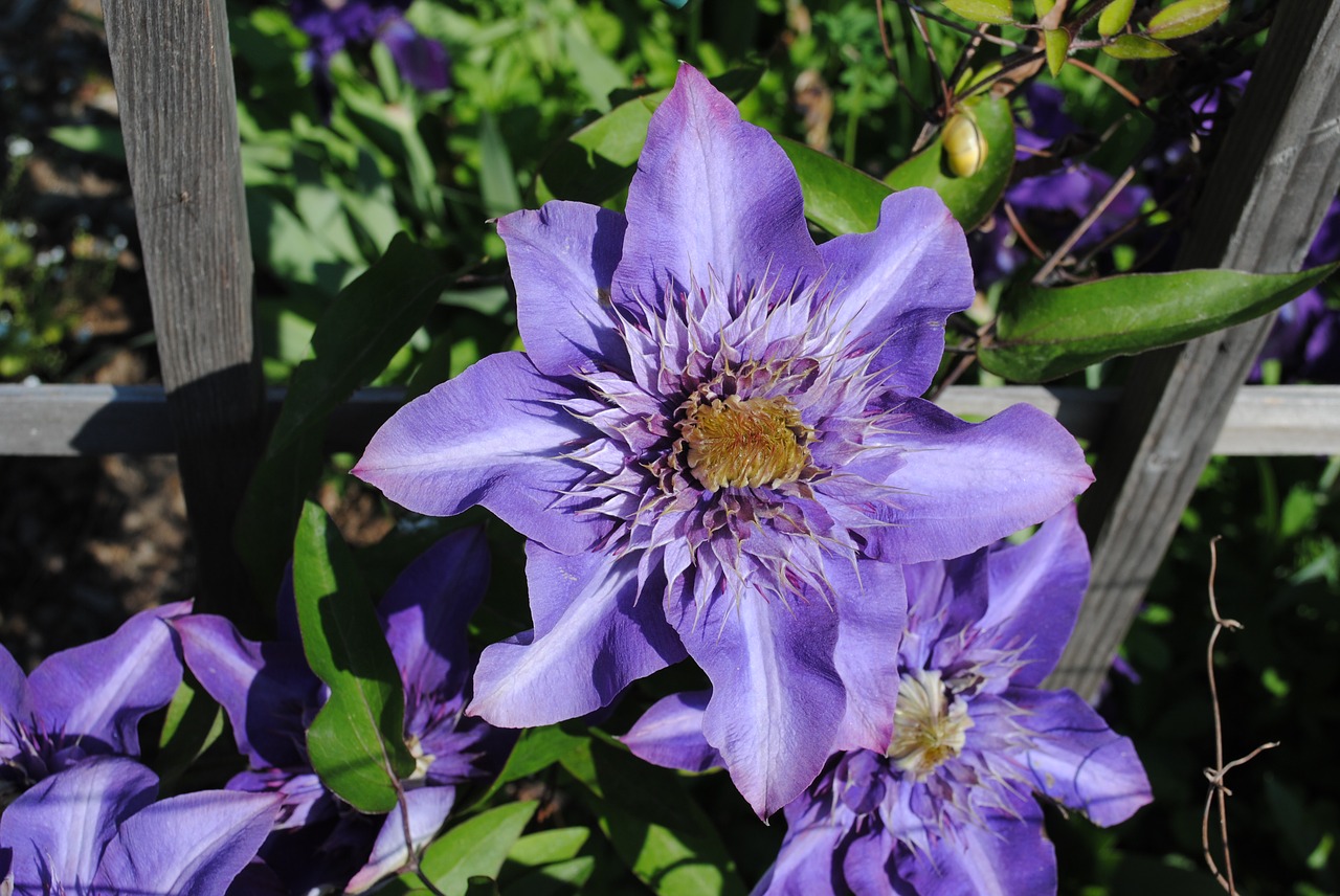 Clematis, Violetinė, Gėlė, Protingas, Pragaras, Lauke, Gamta, Sodas, Žydėti, Gėlės