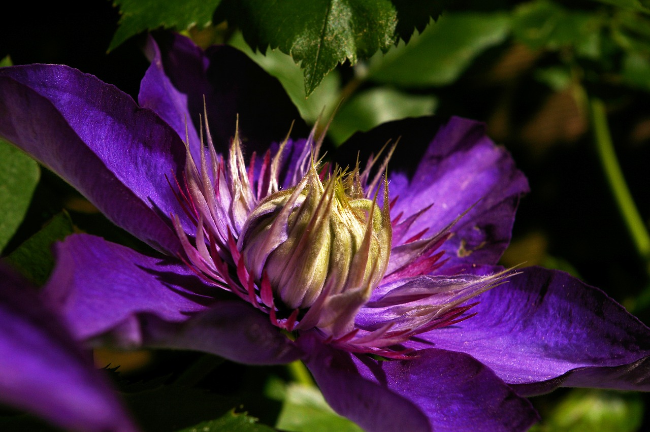 Clematis, Žiedas, Žydėti, Uždaryti, Violetinė, Gėlė, Žydėti, Sodo Augalas, Alpinistas, Ranunculaceae