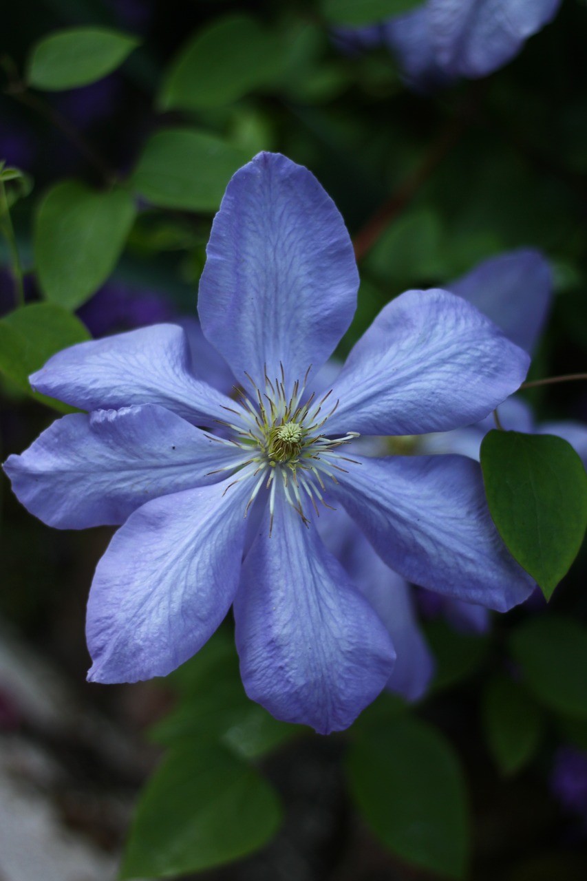 Clematis, Mėlynas, Augalai, Gėlė, Žiedlapiai, Gamta, Botanika, Augalas, Sodas, Mėlynos Gėlės