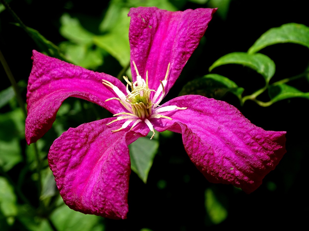 Clematis, Sodo Augalas, Alpinistas, Nemokamos Nuotraukos,  Nemokama Licenzija