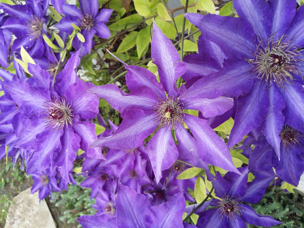 Clematis, Gėlės, Alpinistas, Gėlė, Šviesiai Violetinė, Augalas, Žydėti, Gamta, Vasara, Mėlynas