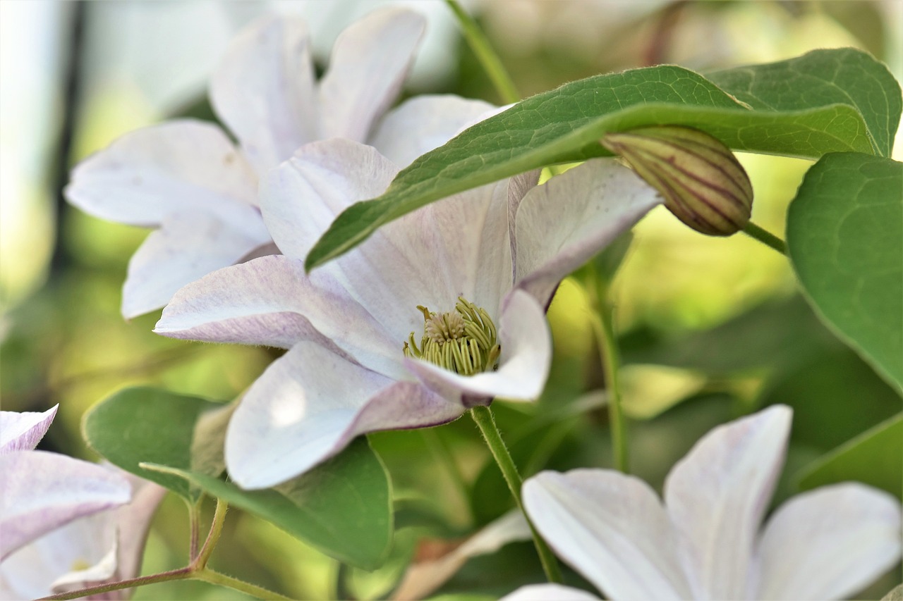 Clematis, Gėlė, Žiedas, Žydėti, Žydėti, Augalas, Sodas, Gamta, Alpinistas, Uždaryti