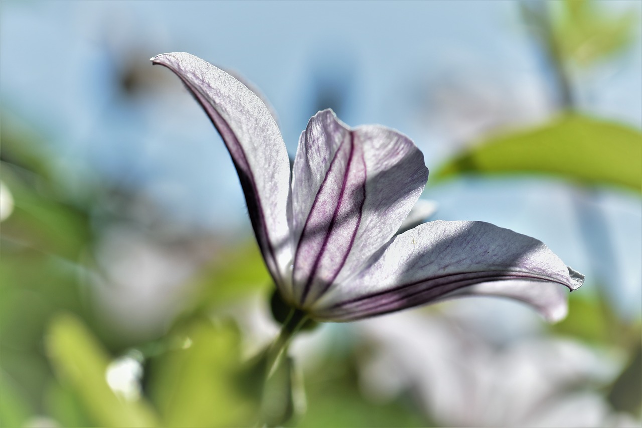 Clematis, Gėlė, Žiedas, Žydėti, Žydėti, Augalas, Sodas, Gamta, Alpinistas, Uždaryti