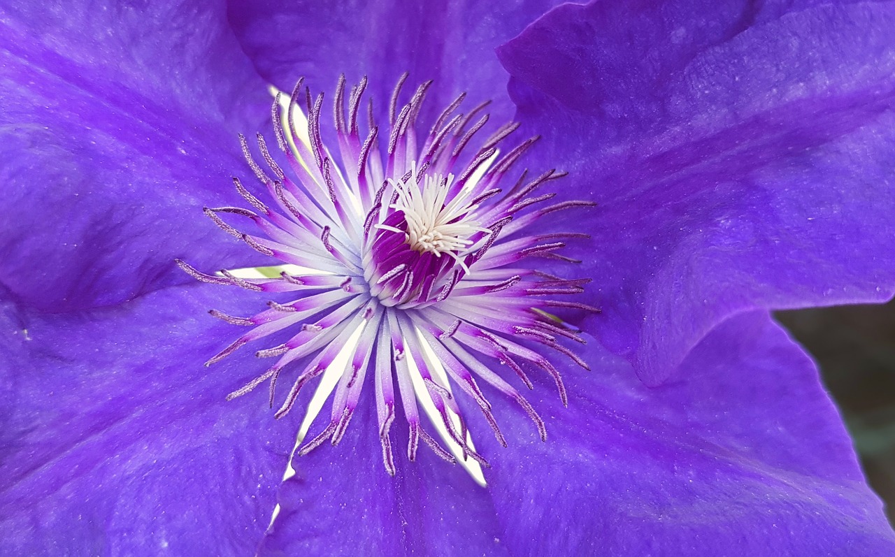 Clematis, Alpinistas, Žiedas, Žydėti, Gėlė, Augalas, Žiedlapiai, Flora, Botanika, Violetinė