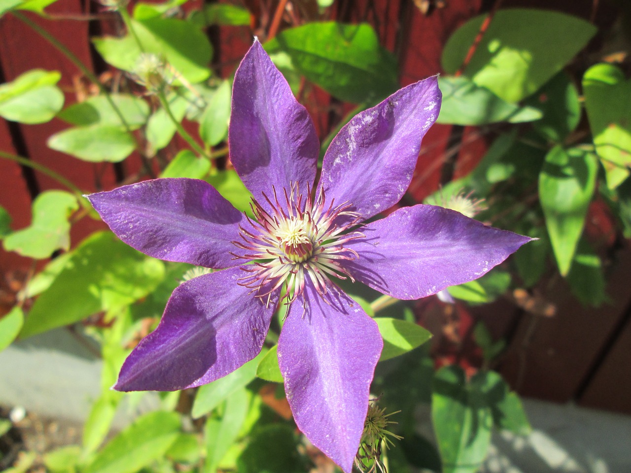 Clematis, Mėlynas, Violetinė, Violetinė, Gėlė, Gėlės, Augalas, Sodas, Vasara, Kvepalai