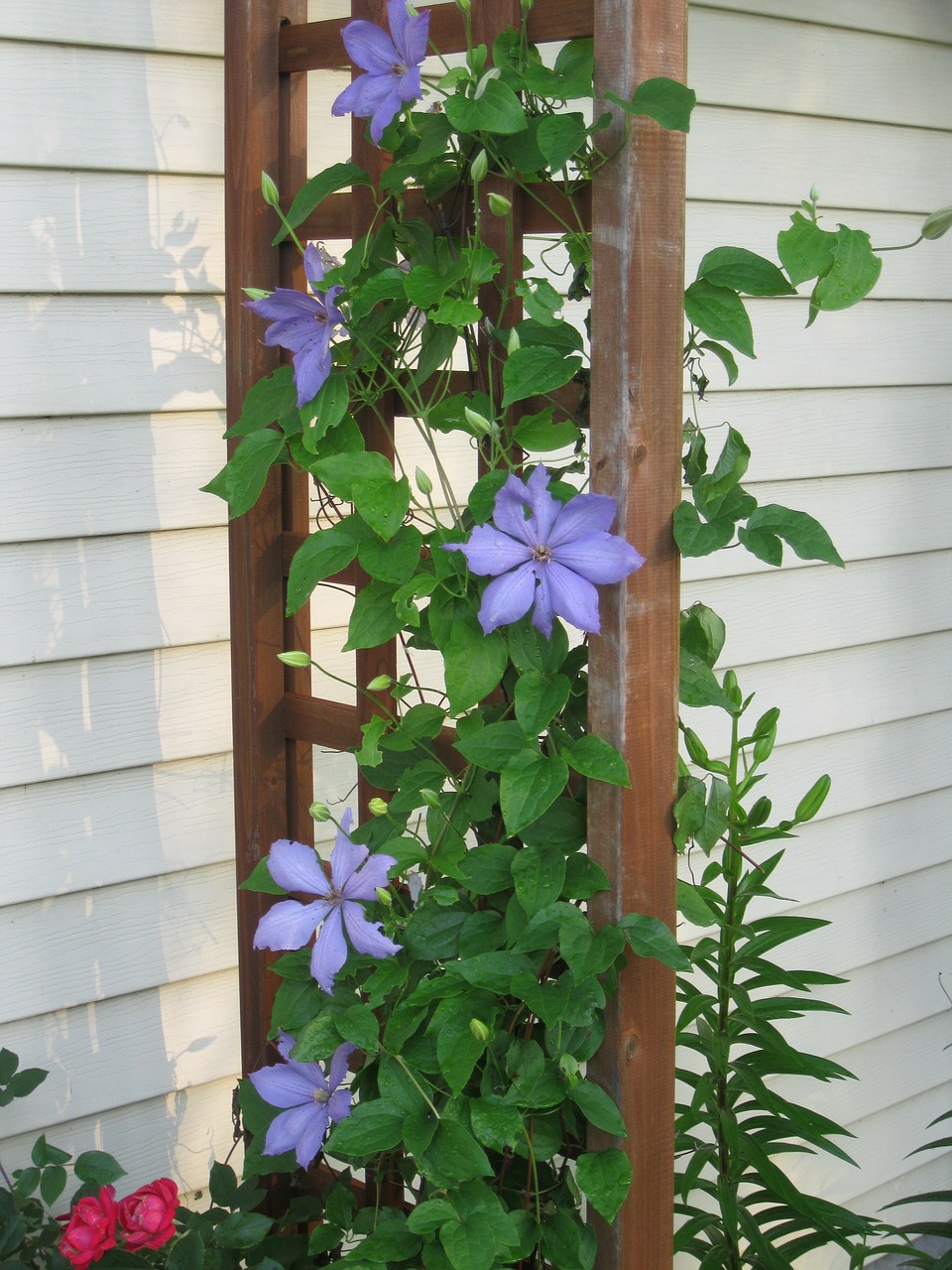 Clematis, Vynmedis, Twiner, Šliaujanti Augalas, Creeper, Clamberer, Laipiojimo Augalas, Violetinė, Gėlė, Sodas