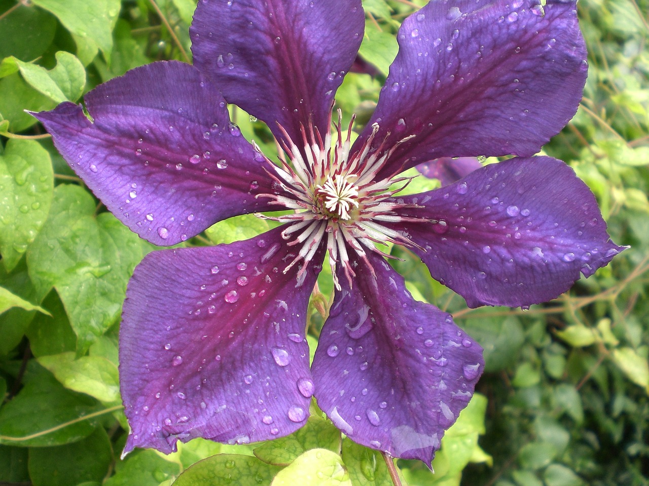 Clematis, Lašelinė, Žiedas, Žydėti, Violetinė, Gamta, Augalas, Gėlė, Gėlės, Violetinė