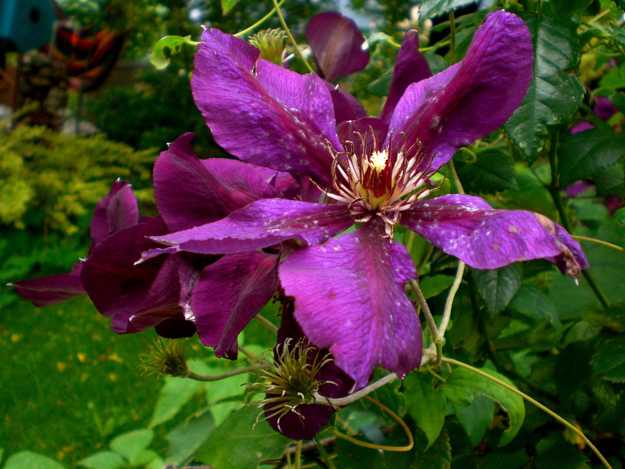 Clematis, Žiedas, Žydėti, Žydėti, Uždaryti, Violetinė, Nemokamos Nuotraukos,  Nemokama Licenzija