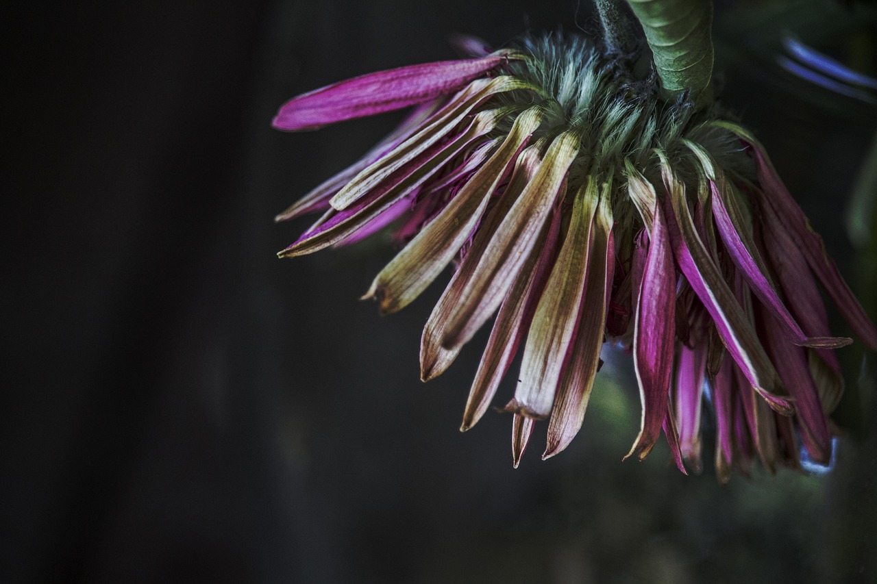 Clematis, Žiedas, Žydėti, Išnyks, Violetinė, Violetinė, Gėlė, Spalvinga, Žiedlapiai, Rožinis