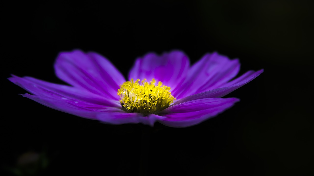 Clematis, Mėlynas Klampis, Gėlė, Mėlynas, Sodas, Gamta, Uždaryti, Nemokamos Nuotraukos,  Nemokama Licenzija