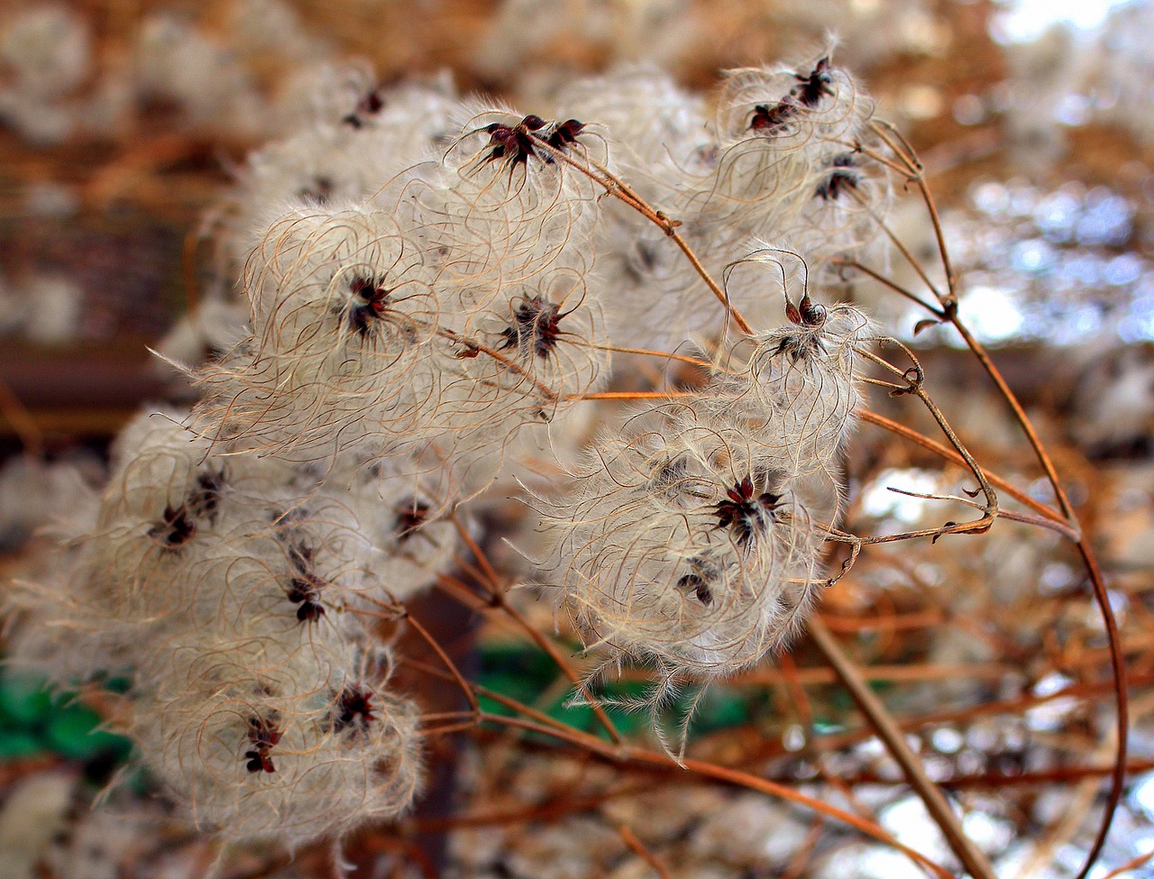 Clematis, Gamta, Augalas, Plunksninė, Lengvumas, Teismo Posėdyje, Creeper, Išnyksta, Sezonas, Nemokamos Nuotraukos