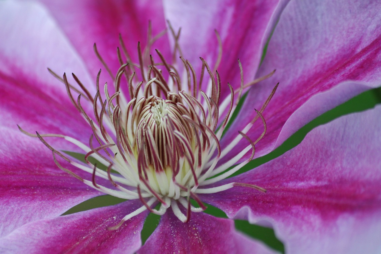 Clematis, Gliukozė, Žiedas, Žydėti, Gėlės, Gėlė, Flora, Gamta, Žydėti, Makro