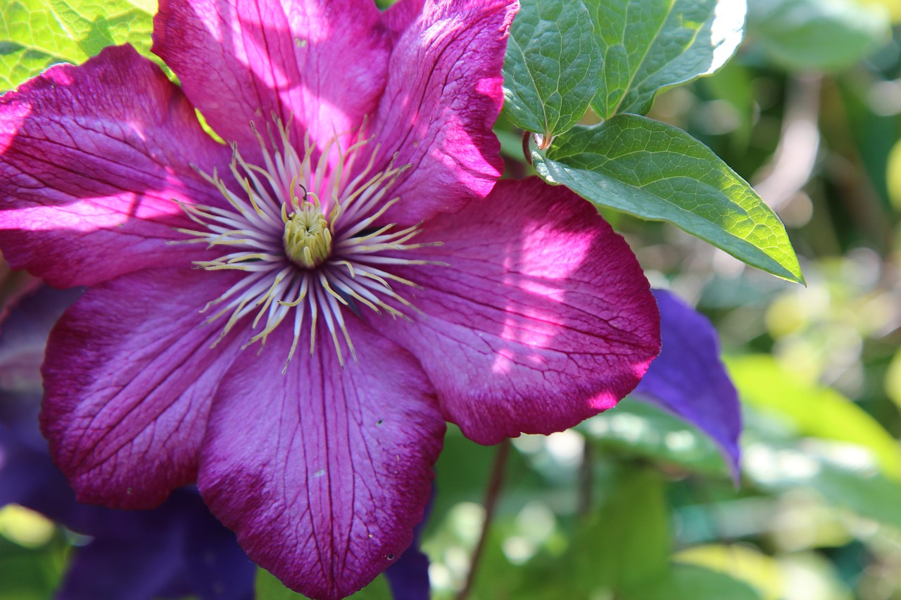 Raganė,  Gėlė Clematis,  Gėlių Vynuogių,  Žydėjimo Raganė, Nemokamos Nuotraukos,  Nemokama Licenzija