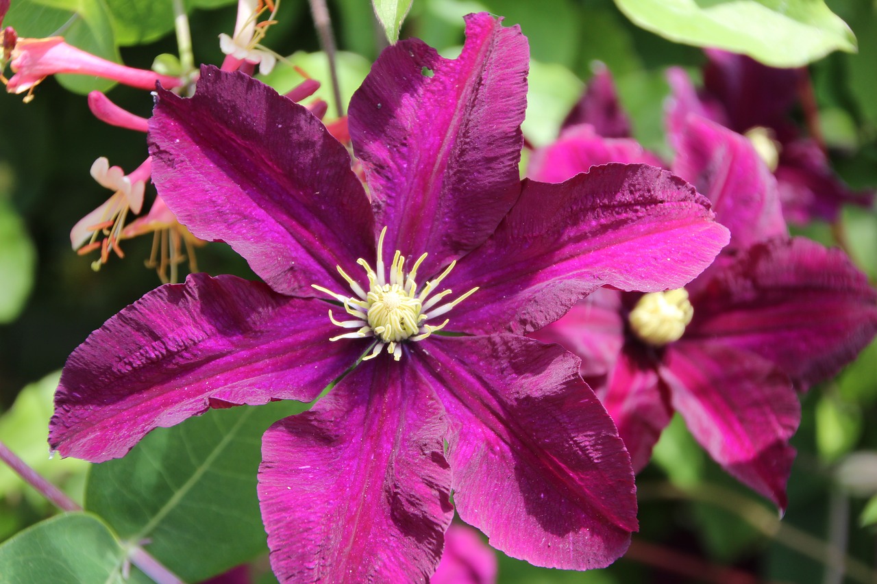 Raganė,  Clematis Violetinė,  Vijoklis,  Violetinė,  Gėlė, Nemokamos Nuotraukos,  Nemokama Licenzija