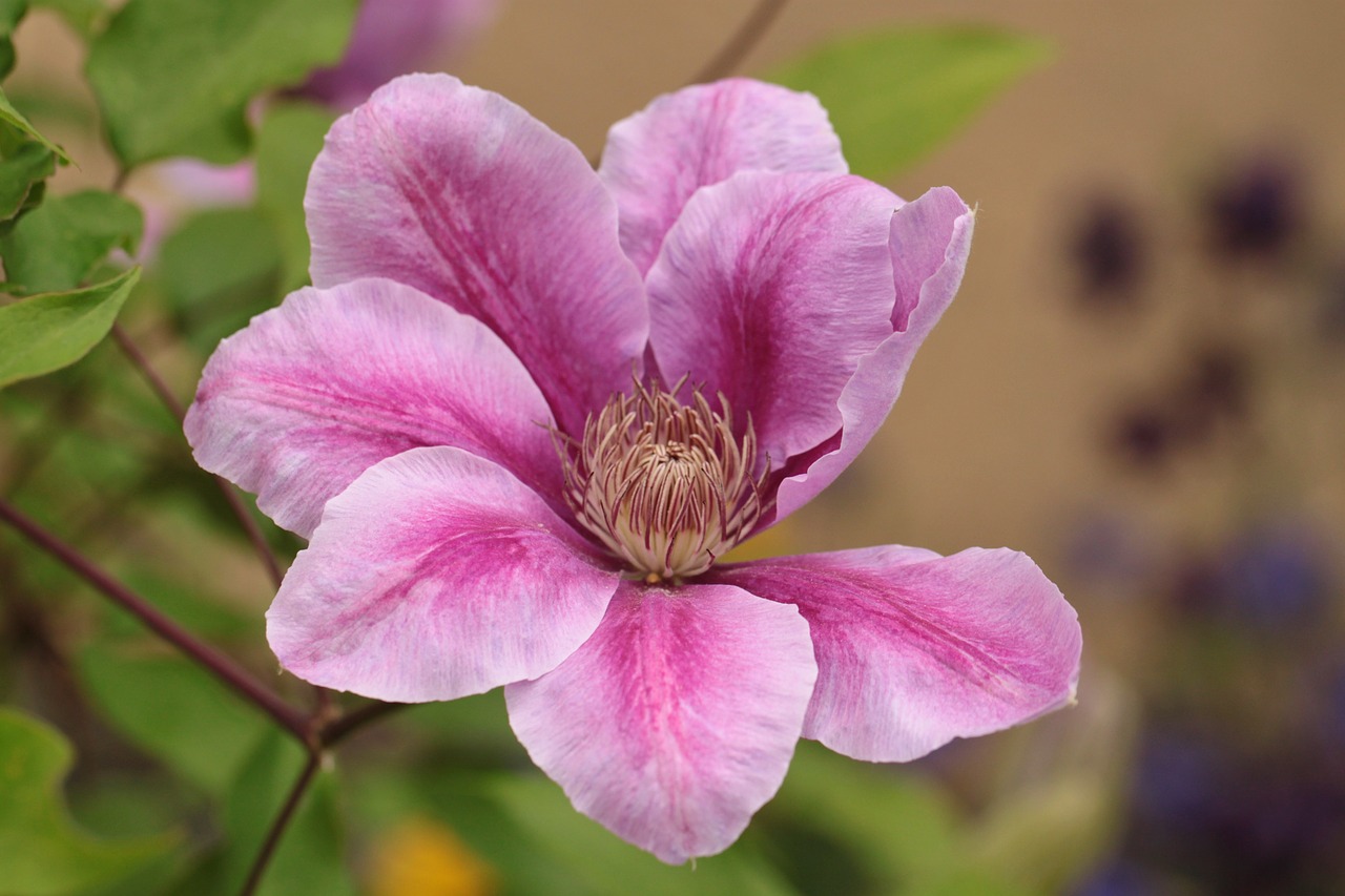 Clematis, Alpinistas, Žiedas, Žydėti, Gėlės, Gėlė, Žiedlapiai, Uždaryti, Augalas, Flora