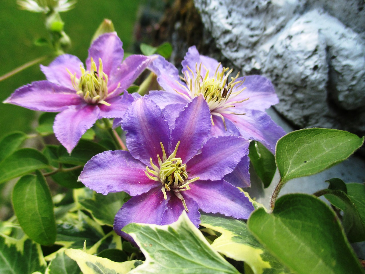 Clematis, Šviesiai Violetinė, Alpinistas, Gražus, Nemokamos Nuotraukos,  Nemokama Licenzija