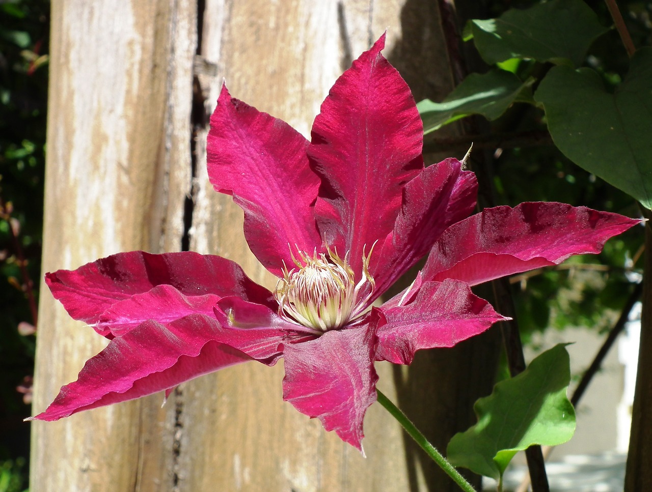 Clematis, Gėlė, Žiedas, Žydėti, Raudona, Violetinė, Raudonas Vynas, Burgundija, Įsikabinti, Augalas