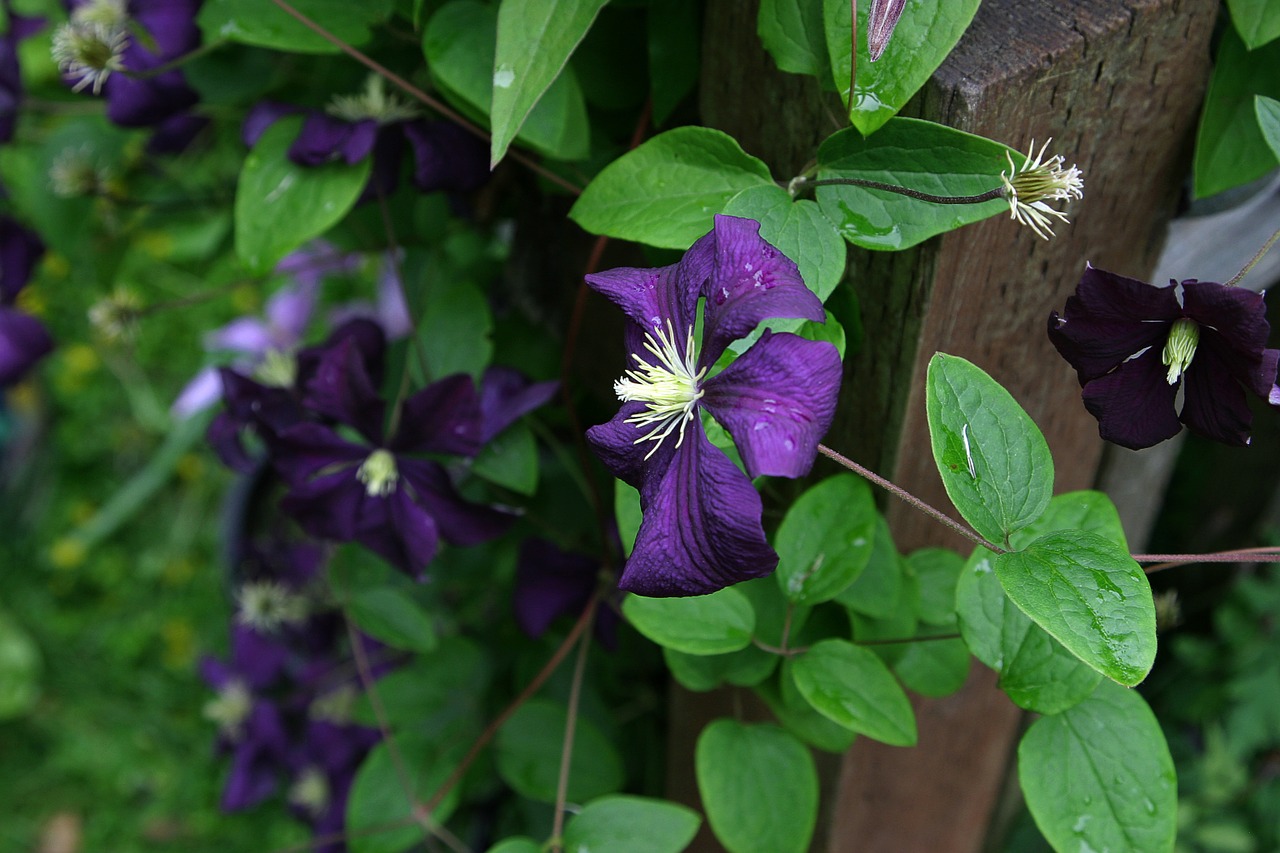 Clematis, Gėlė, Vynmedis, Violetinė, Violetinė, Vasara, Žiedas, Lauke, Spalvinga, Spalva