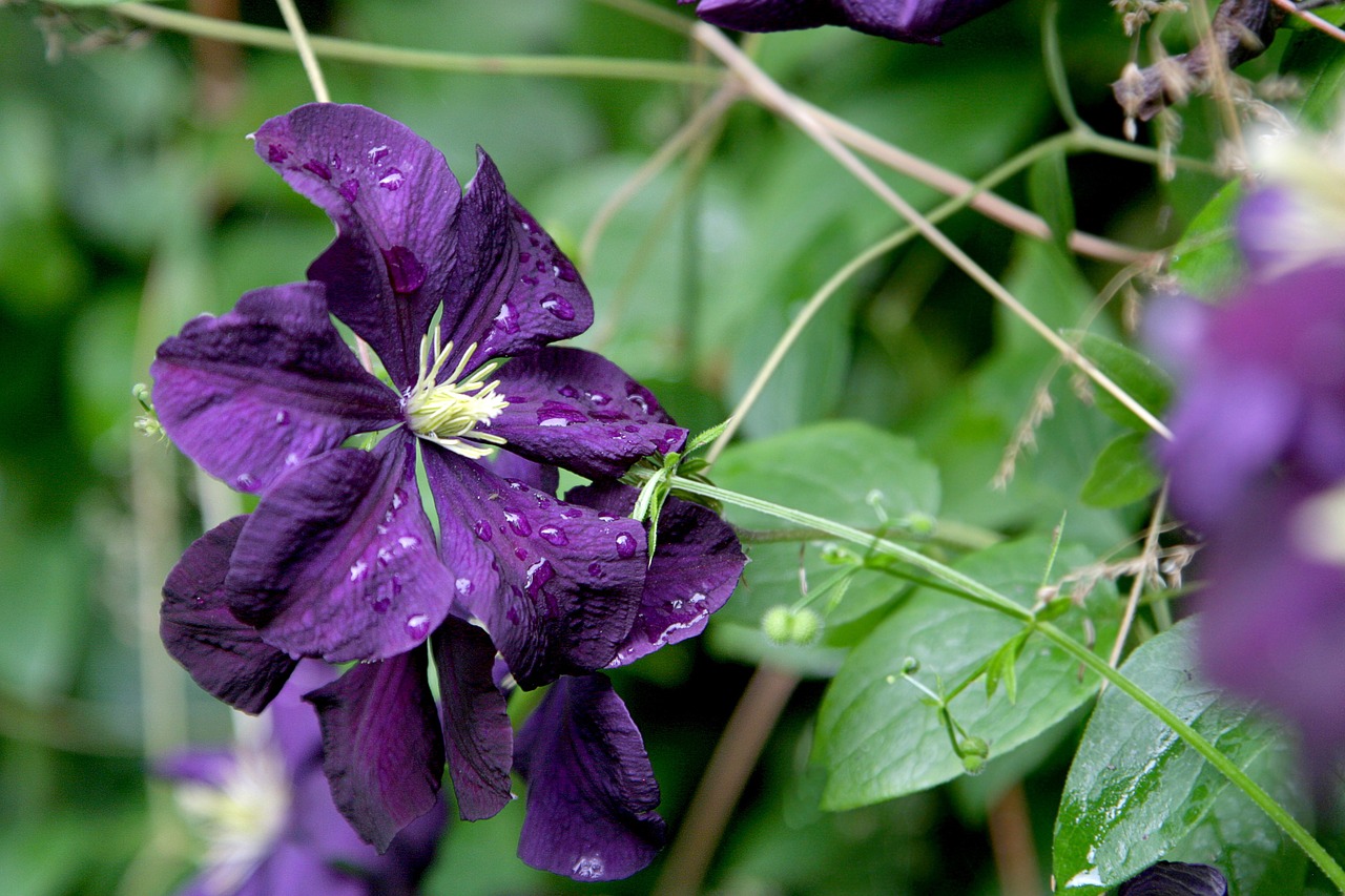 Clematis, Gėlė, Vynmedis, Violetinė, Violetinė, Vasara, Žiedas, Lauke, Spalvinga, Spalva