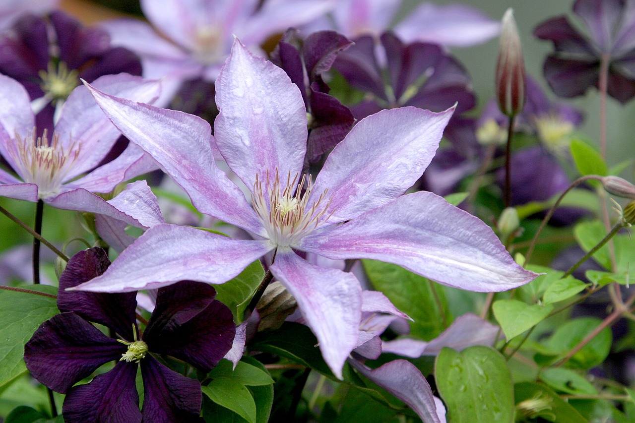 Clematis, Gėlė, Vynmedis, Violetinė, Violetinė, Levanda, Vasara, Žiedas, Lauke, Spalvinga