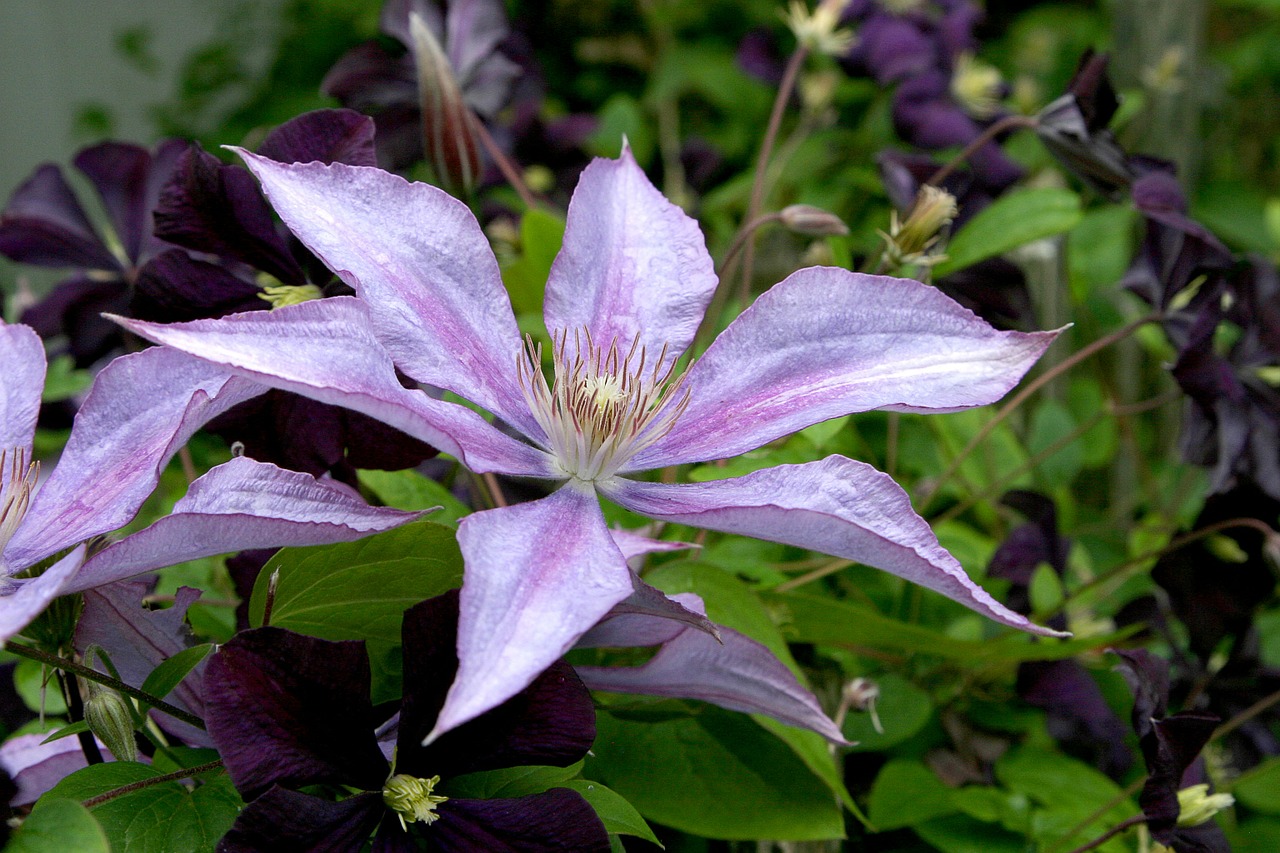 Clematis, Gėlė, Vynmedis, Violetinė, Violetinė, Levanda, Vasara, Žiedas, Lauke, Spalvinga