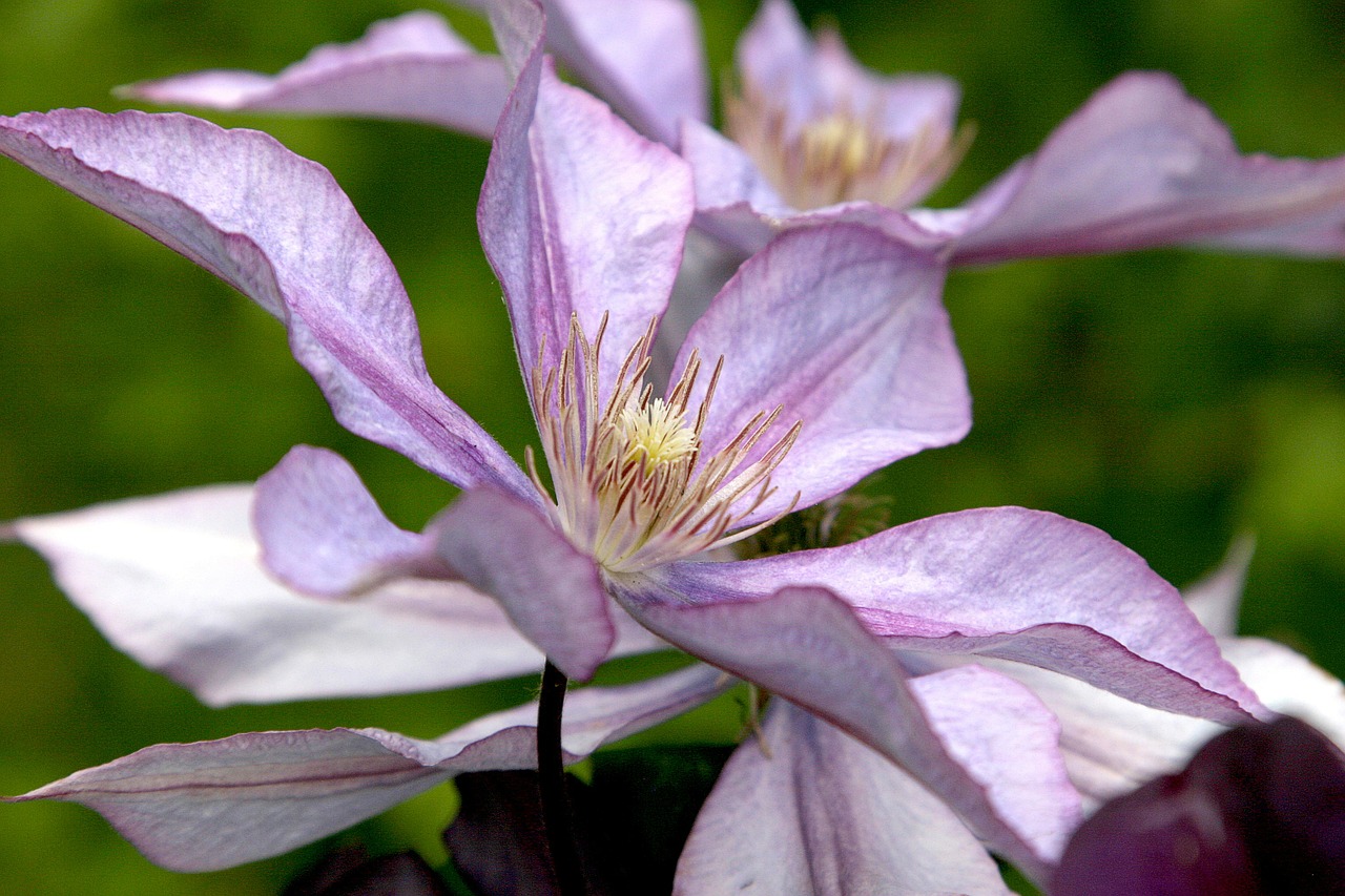 Clematis, Gėlė, Vynmedis, Violetinė, Violetinė, Levanda, Vasara, Žiedas, Lauke, Spalvinga