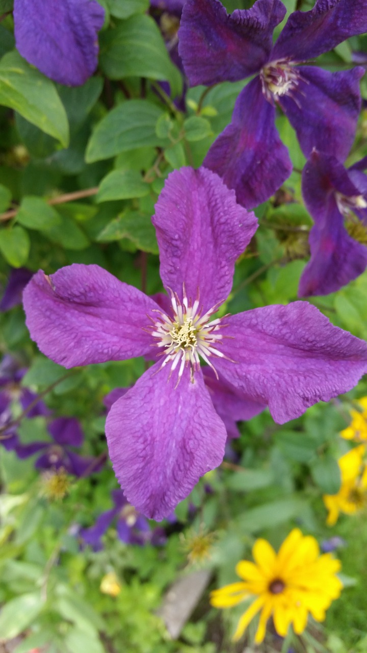 Clematis, Gėlė, Žiedas, Žydėti, Uždaryti, Violetinė, Augalas, Gražus, Pavasaris, Žalias