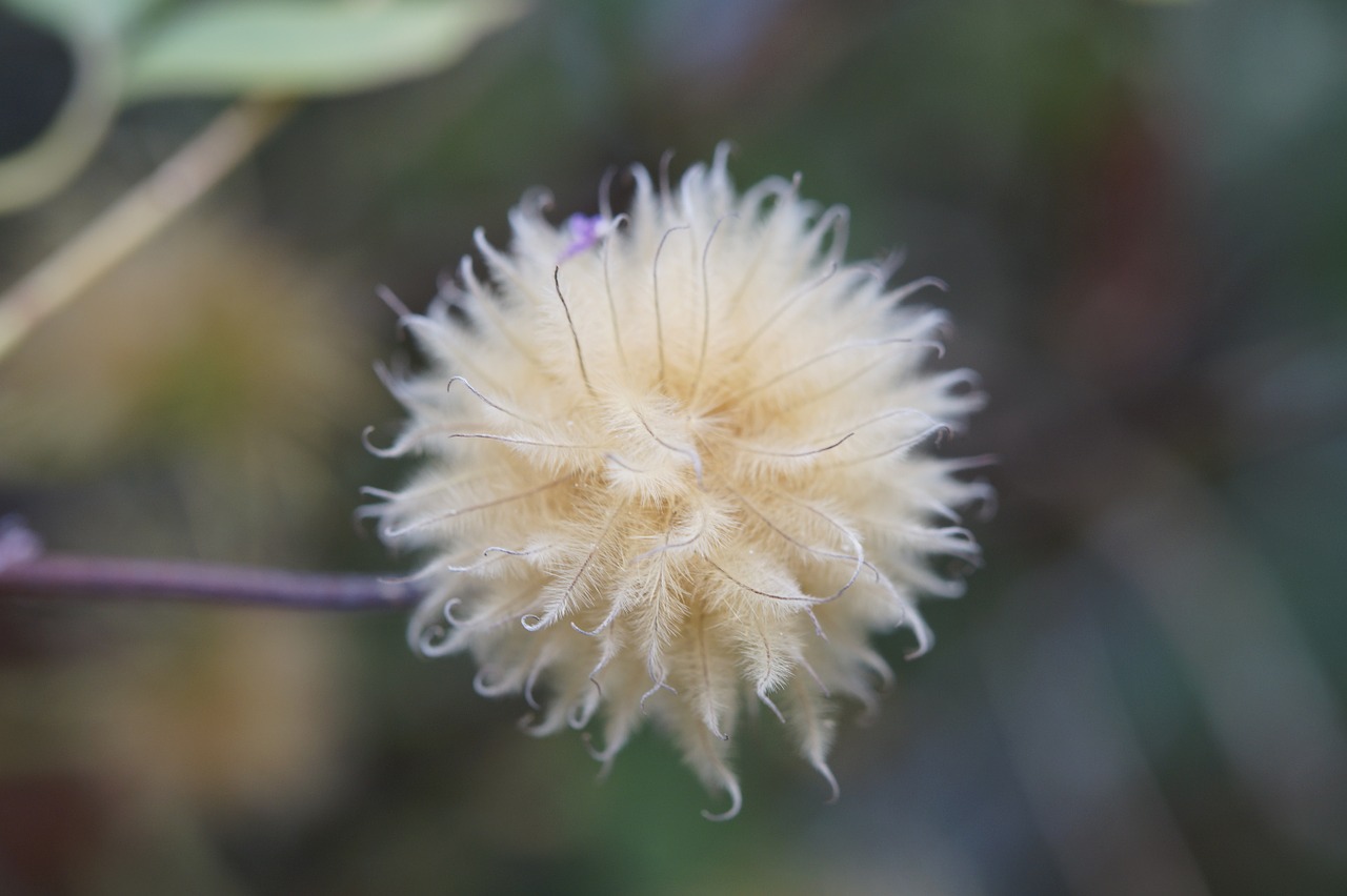 Clematis, Sėklos, Sėklos Buvo, Rutulys, Apie, Minkštas, Purus, Plaukuotas, Vilnonis, Balta