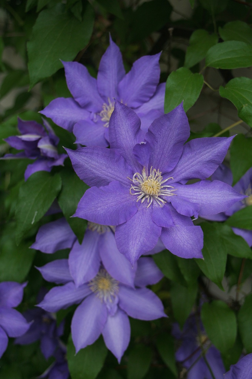 Clematis, Violetinė, Gėlė, Gamta, Augalas, Vasara, Žydi, Žiedlapis, Žydėti, Spalva