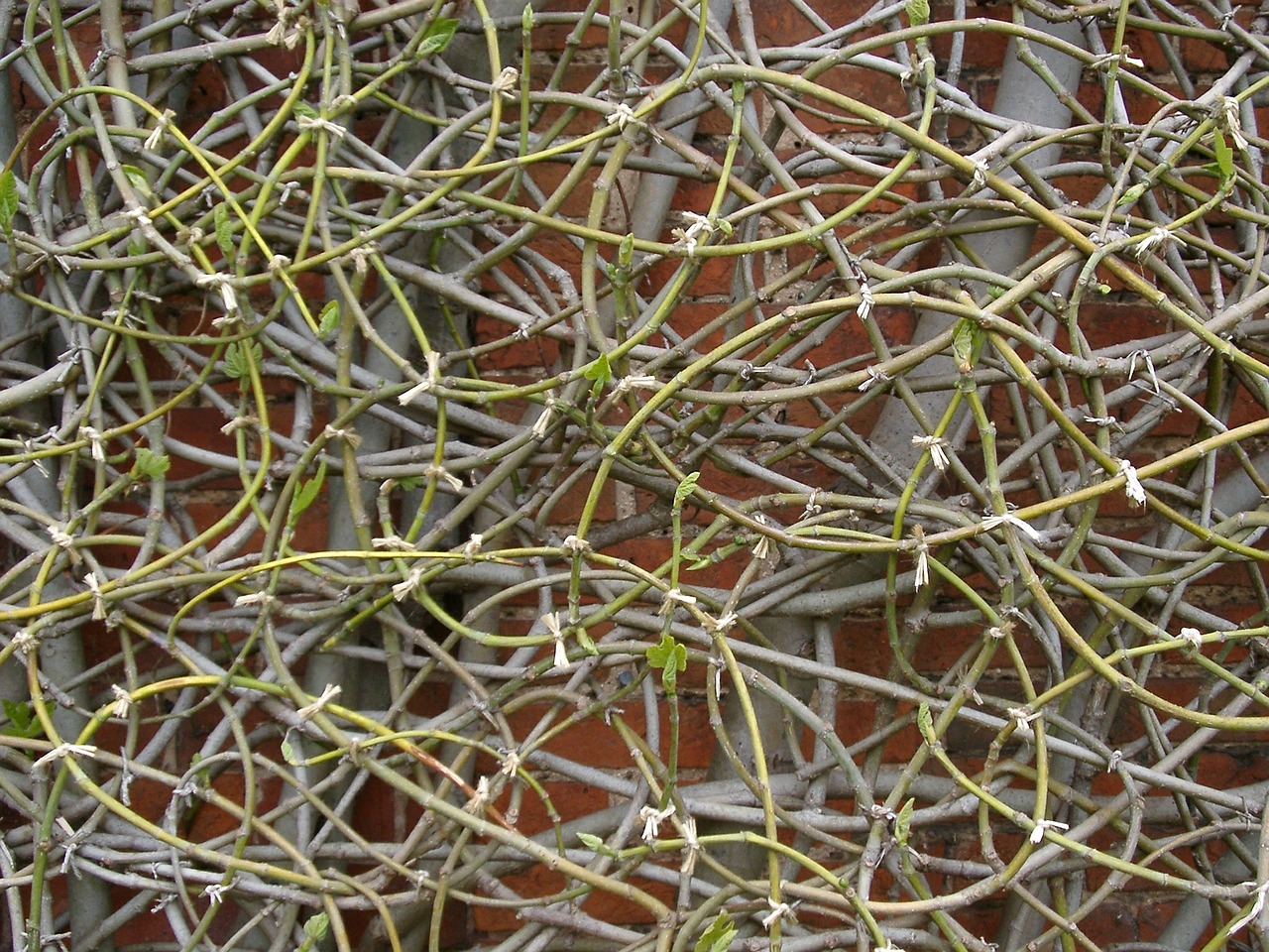 Clematis, Filialai, Žiema, Augalas, Gamta, Alpinizmas, Sezonas, Creeper, Botanikos, Stiebas