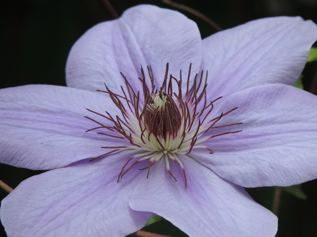 Clematis, Ryto Šlovė, Gėlė, Pavasaris, Gamta, Žydėti, Sodas, Flora, Vasara, Žiedlapis