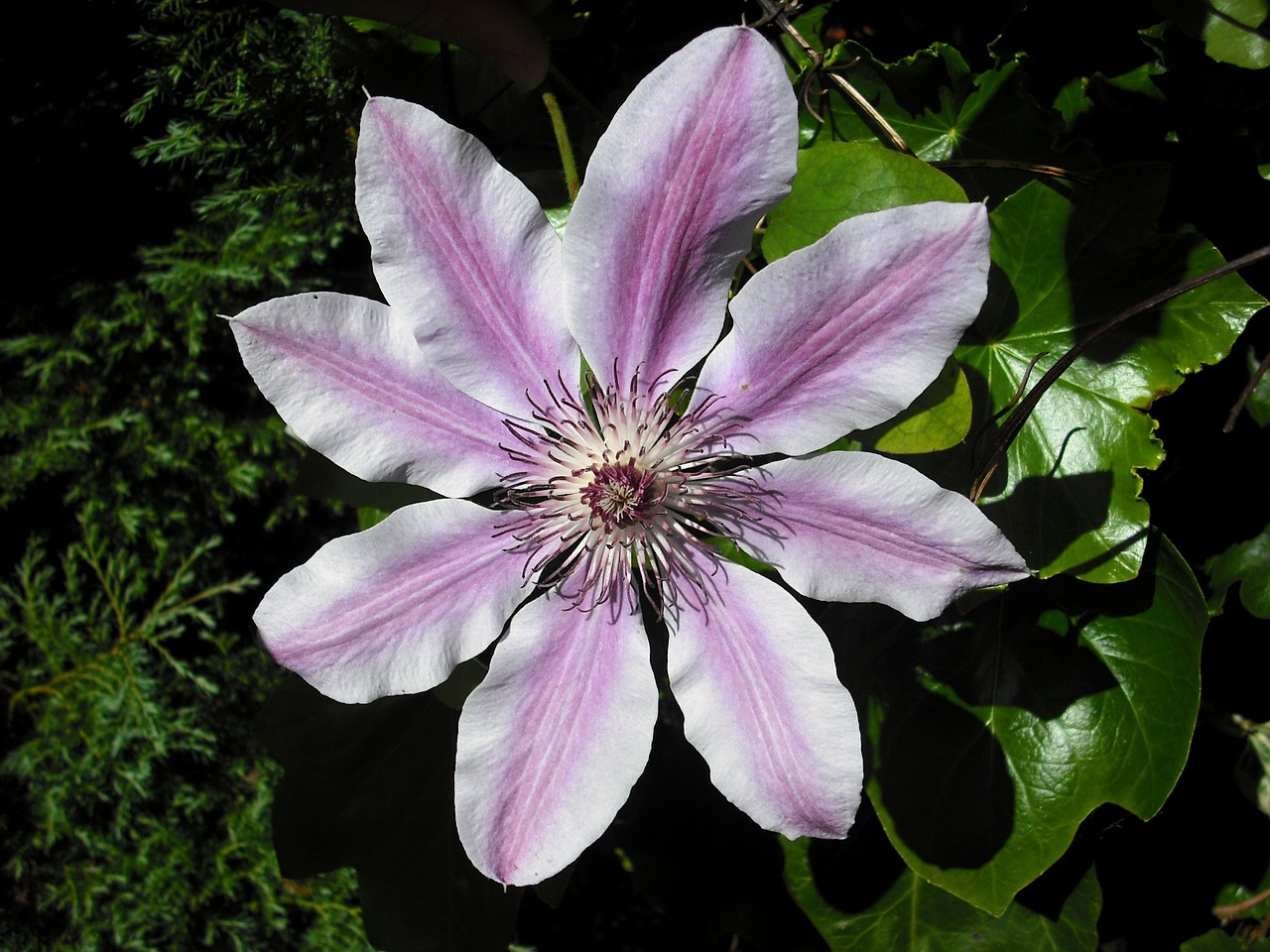 Clematis, Gėlė, Nellie Moser, Žydėti, Makro, Žiedas, Žiedlapiai, Spalvinga, Šviežias, Nemokamos Nuotraukos