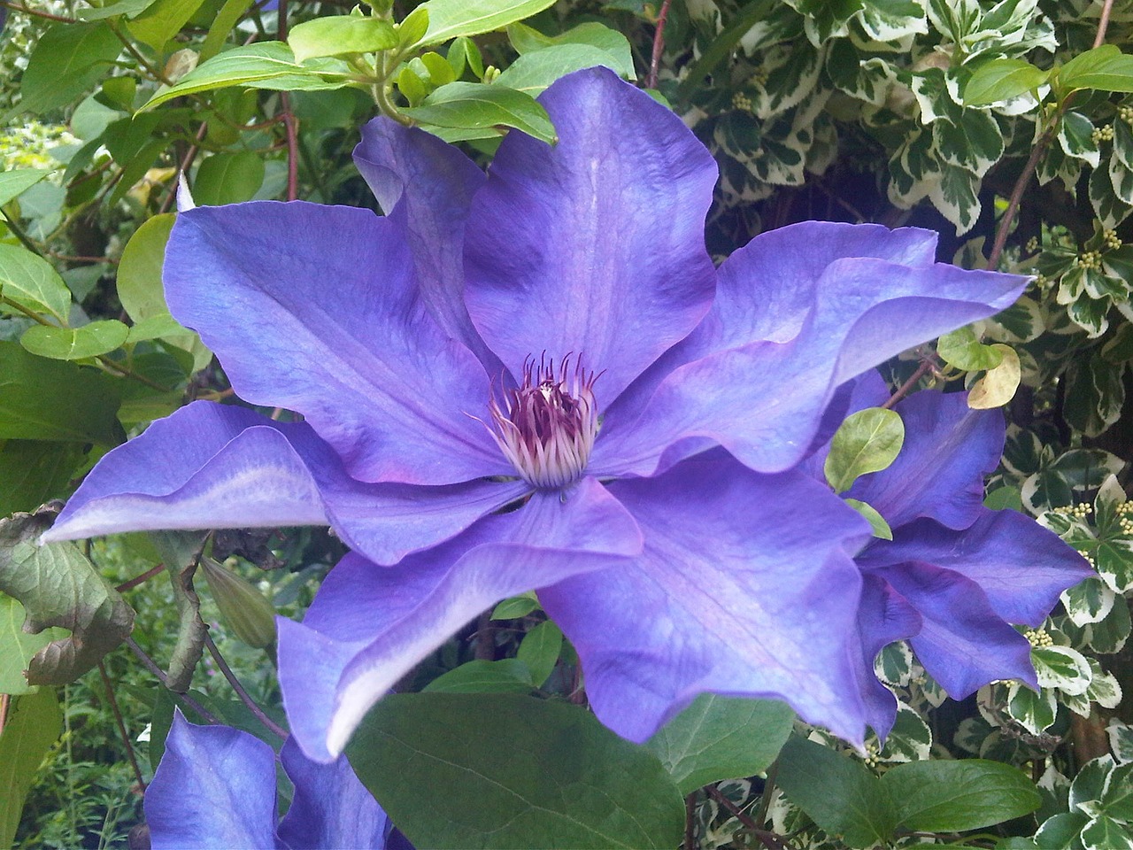 Clematis, Mėlynas, Gėlė, Gamta, Pavasaris, Nemokamos Nuotraukos,  Nemokama Licenzija